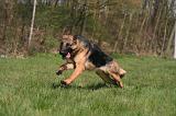 BERGER ALLEMAND 1301